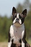 BOSTON TERRIER 271
